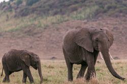 Elephant walking on green grass field