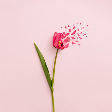 Red tulip flower exploding on pastel pink background