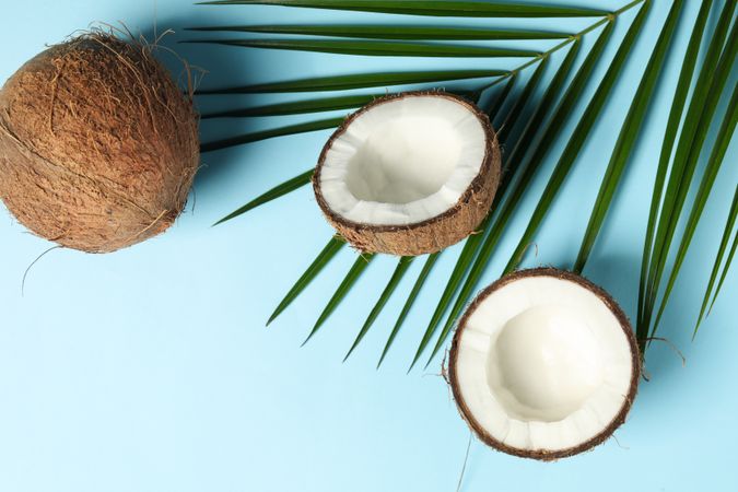Coconut and palm branch on blue background, top view