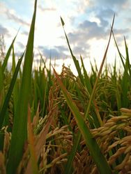 rice close up