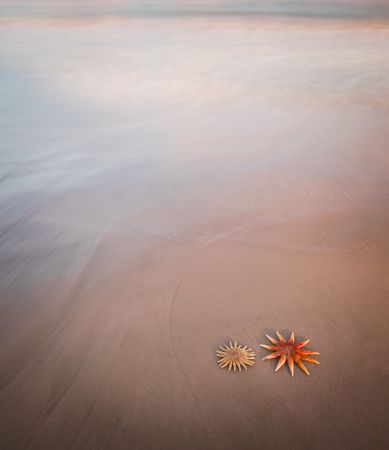 Starfish on sandy coast near sea