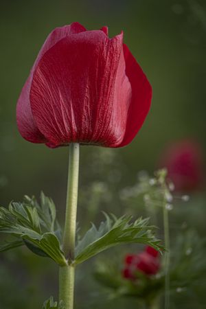 Copake, New York - May 19, 2022: Vertical close up of side of red flower