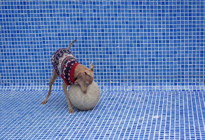 Italian greyhound dog playing in the pool with a ball