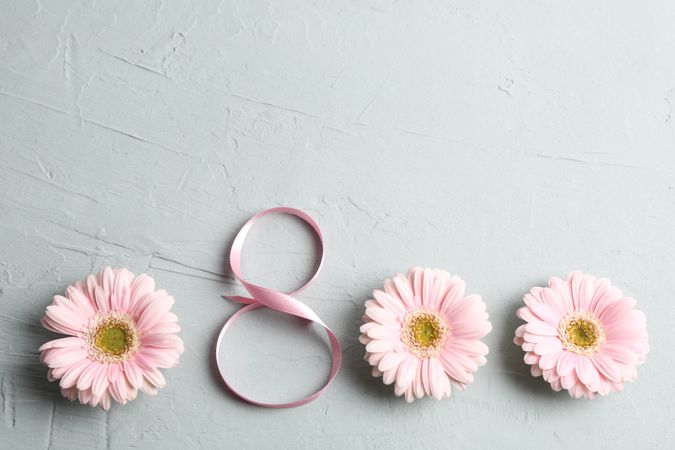 8 March, International Women's Day. Figure eight of pink ribbon with beautiful gerbera flowers on gray background. Space for text
