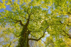 Shot looking up at green forest on bright day