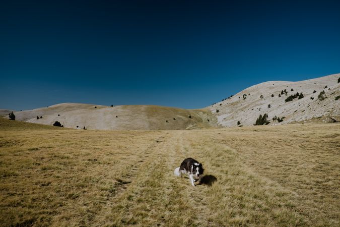 Dog walking on lush green hills in sunlight