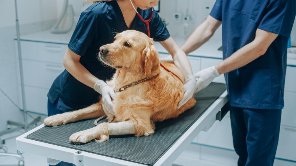 Female Veterinarian Inspecting a Pet Golden Retriever with a Stethoscope on an Examination Table.