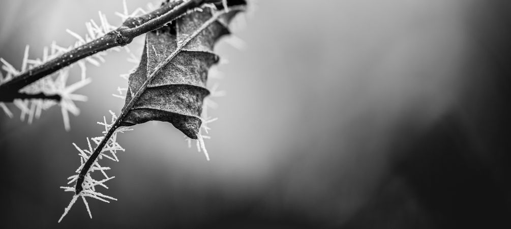 Autumn leaf with frost details, monochrome