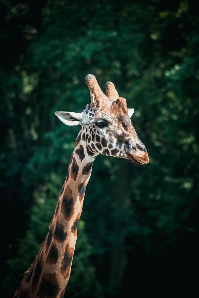Brown giraffe near tree