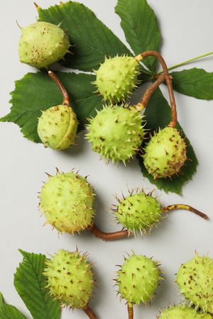 Fresh and ripe chestnuts, top view, Autumn chestnuts