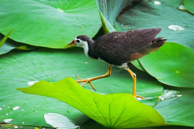 Waterhen bird walking on vibrant green lotus leaves with water droplets