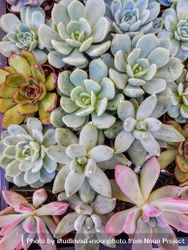 Close up of top of succulents in pots 5wP2A4