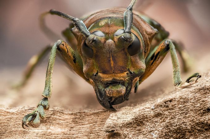 Beetle close-up