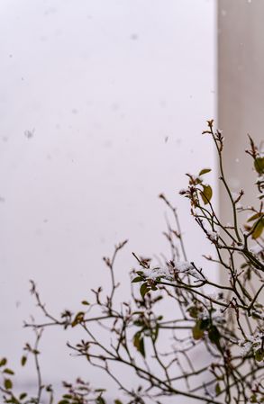 Rose bush in the garden under the snow