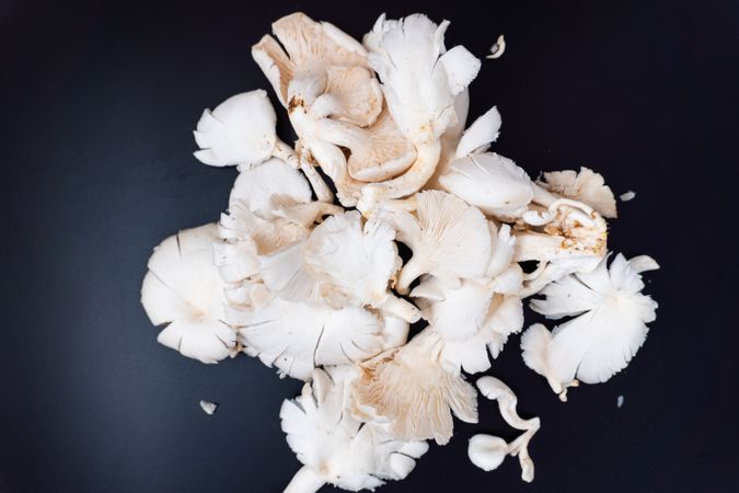 Fresh oyster mushrooms or tiram mushrooms