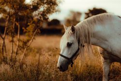 Horse grazing in meadow near tree