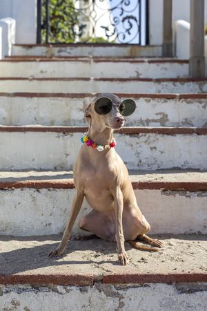 Funny dog in sunglasses sitting on stairs