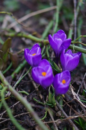 Crocus spring flower