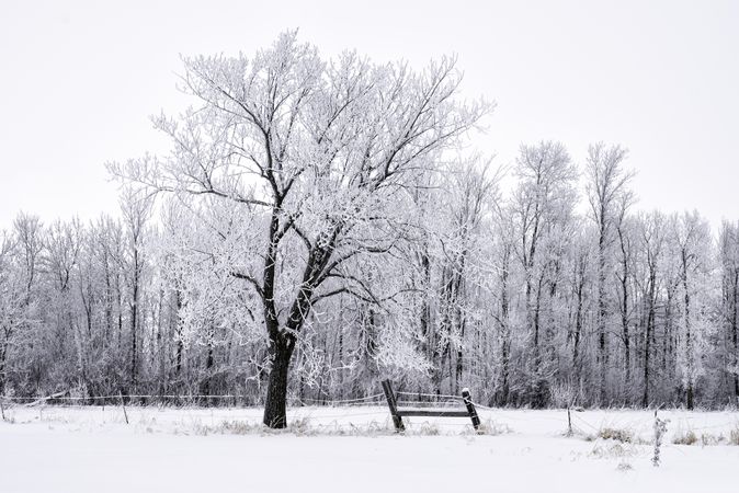 Trees lining a fence on a wintry