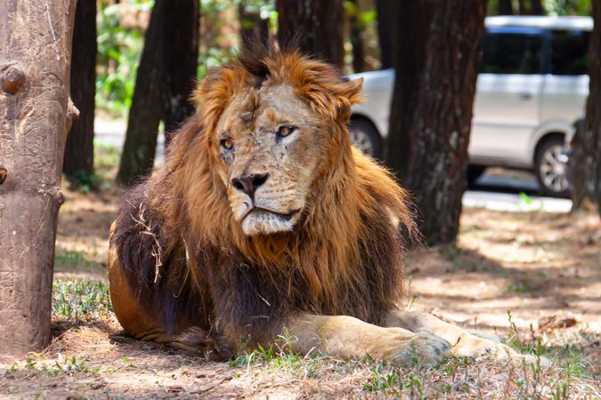 Lion Relaxing On Park
