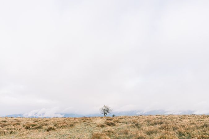 Brown field and trees