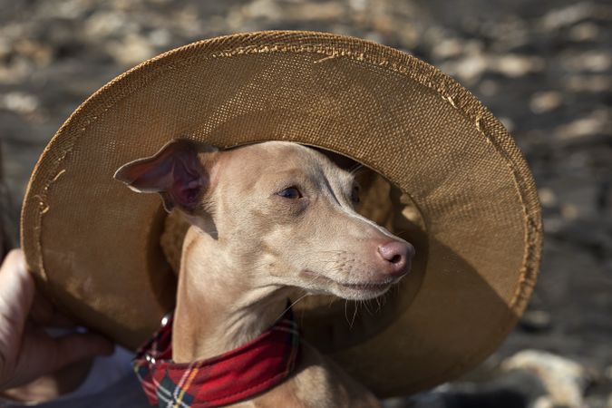 Little italian greyhound dog with hat in the beach
