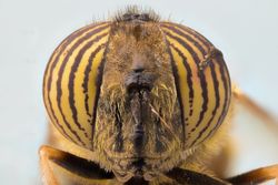 Repeatedly magnified head with eyes of fly