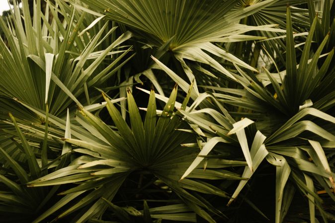Big green tropical leaves in forest