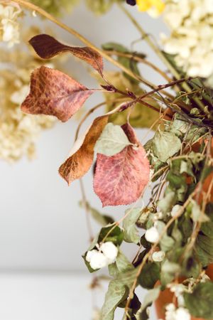 Dried flowers, still life for drawing.