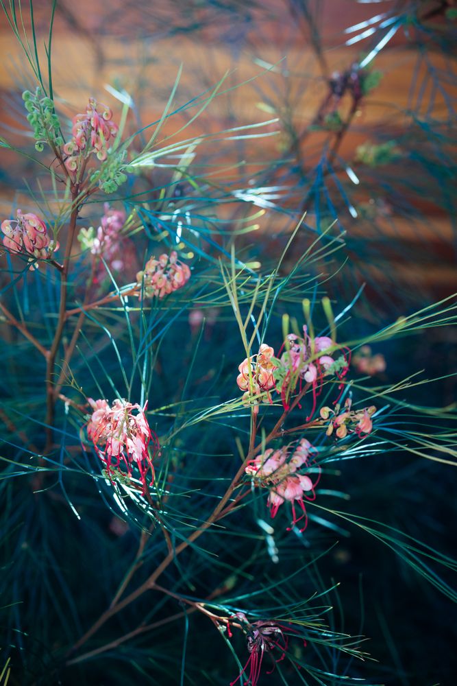 Pink flowers on spiky plant
