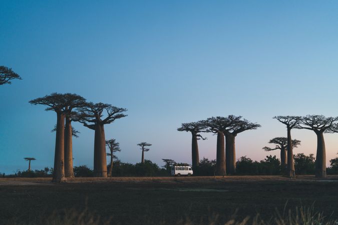 Wonderful sunset among giant baobabs