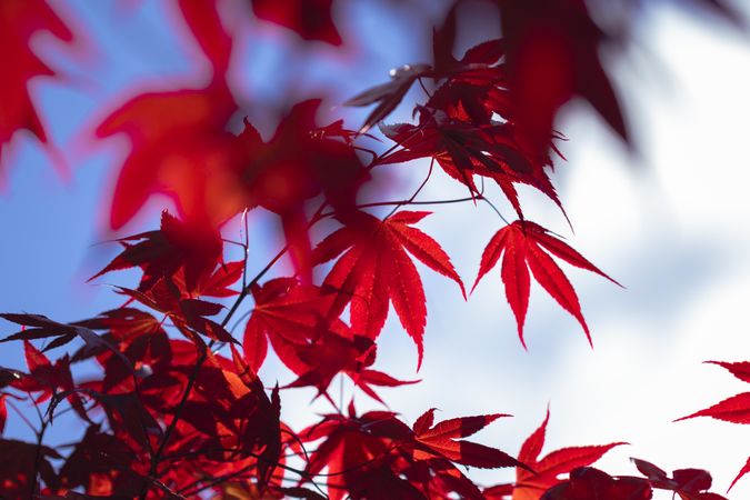 Bright red leaves with blue sky