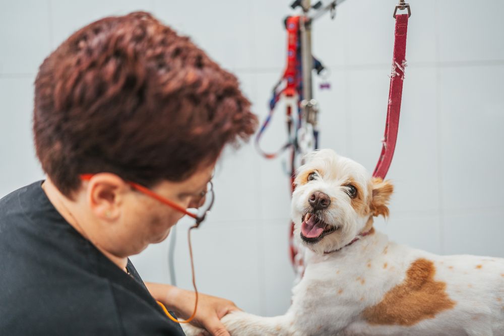 Female groomer washing dog in salon