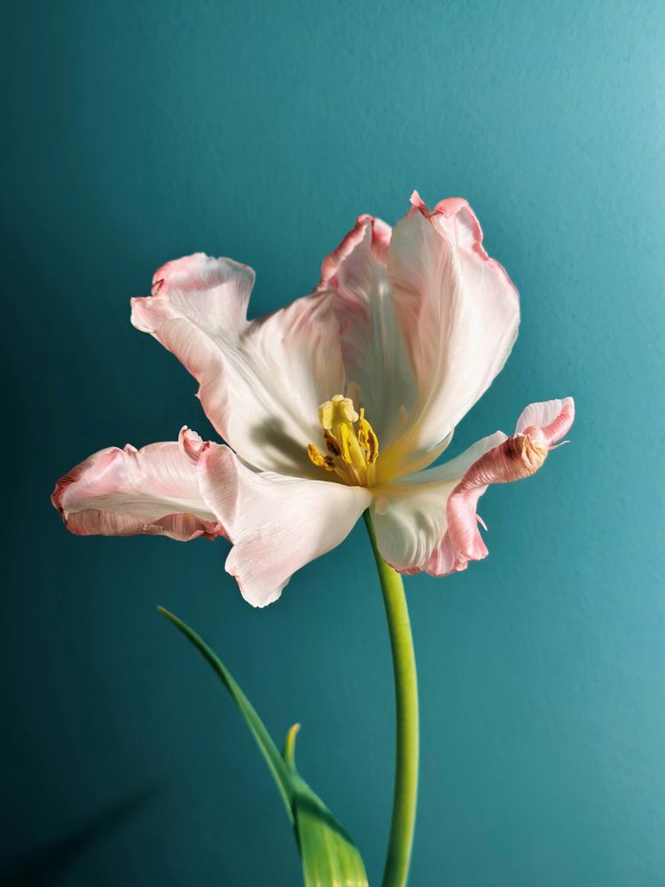 Pink tulip