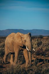 Brown elephant in close-up