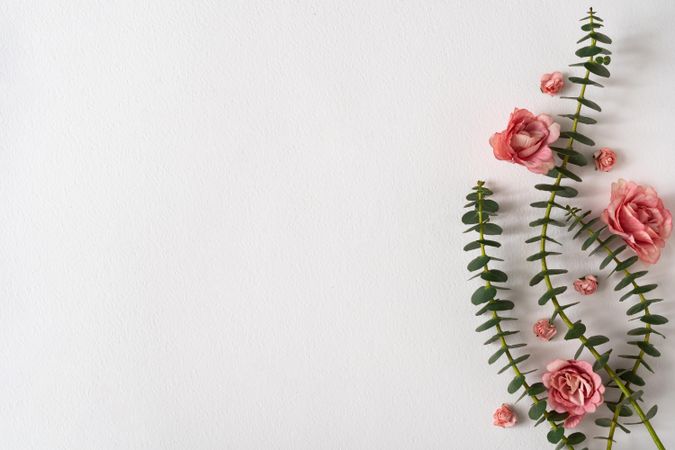 Eucalyptus leaves and pink roses on bright background