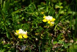 Yellow wildflowers in a grassy field.
