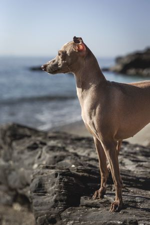Little italian greyhound dog in the beach