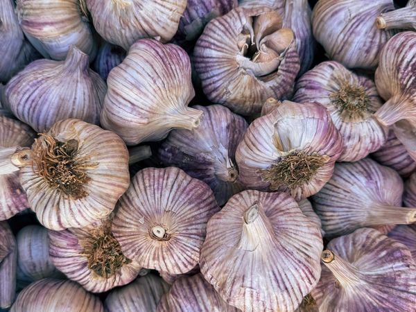 Loose purple garlic bulbs for sale at market