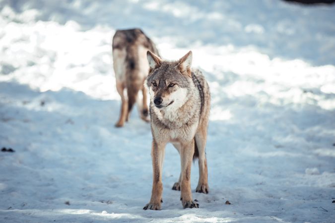 Wolf on hill near stones and snow
