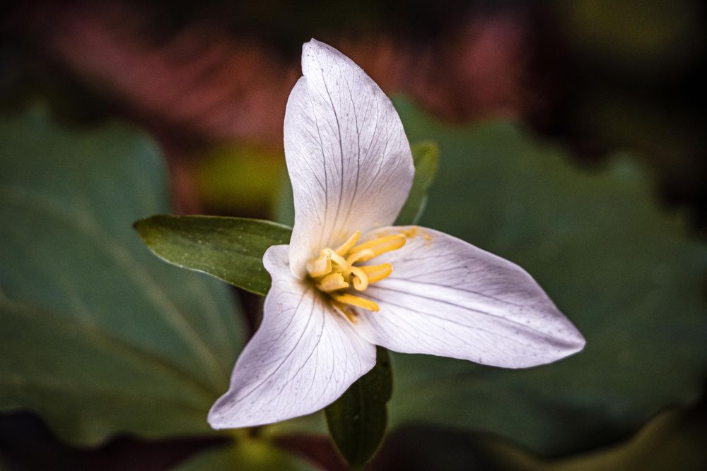 A trillium flower growing in green bush
