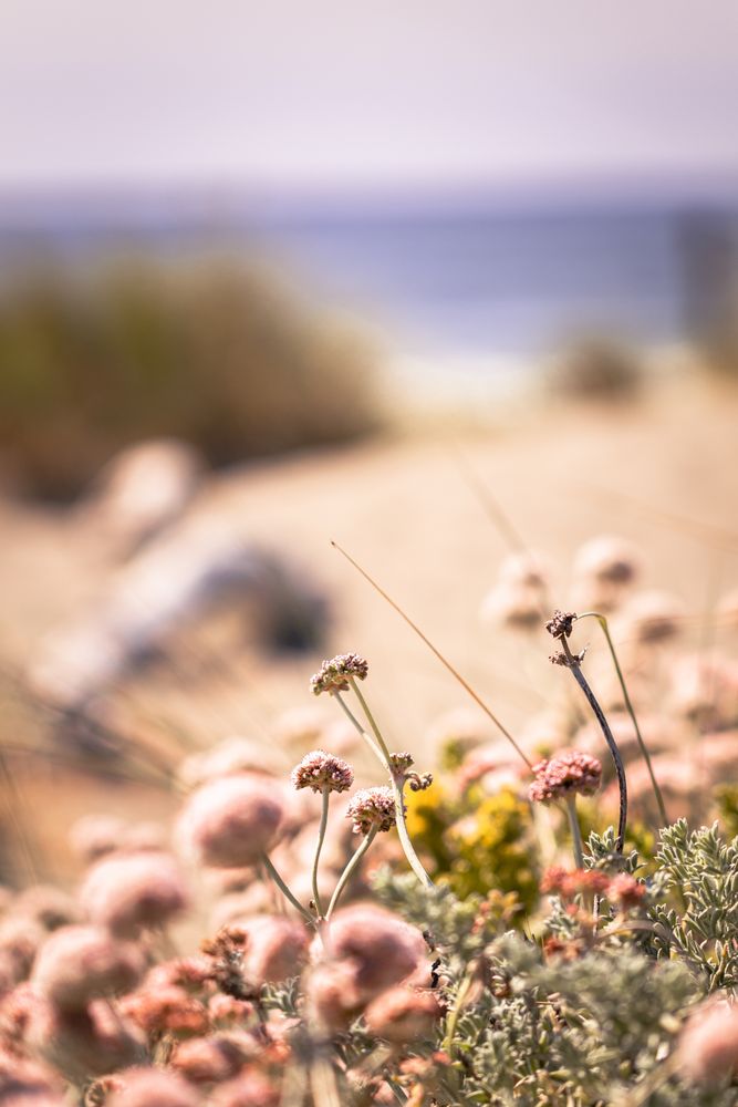 Shrubs growing on beach
