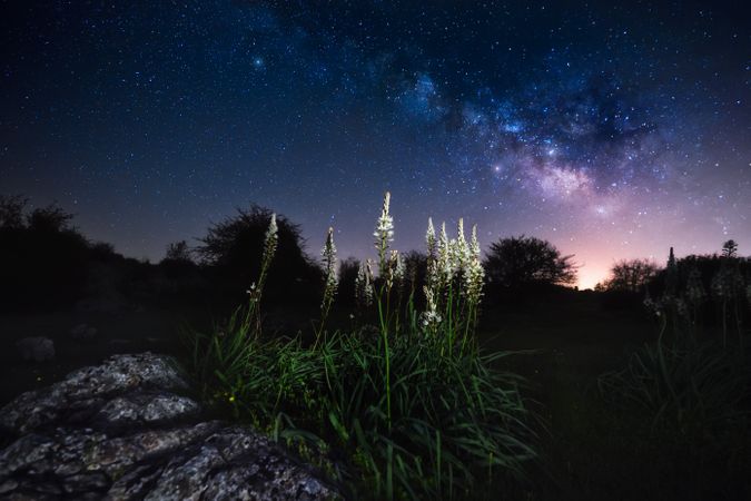 Wonderful night heaven with stars and flowers