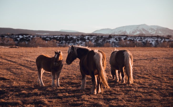 Wild horses pasturing on field near hills