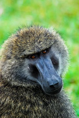 Baboon in close-up