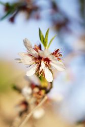 Almond Tree branch with flowers in garden and blue sky