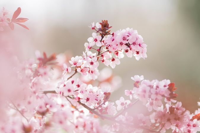 Blooming cherry tree branch in countryside