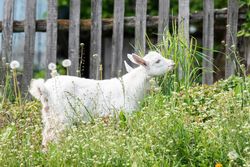Light goat grazing