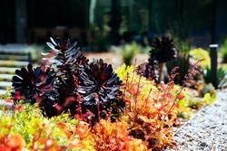 Colorful bed of drought tolerant plants in the sunshine