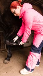 Veterinarian checking black horse's hoof
